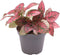 Goed & Groen - Hypoestes Phyllosachya Red - ↨ 10cm - Potmaat 6 - Exclusieve Kwaliteit Planten - Kamer Plant - Kamerplanten - Sfeer - Interieur