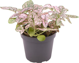Goed & Groen - Hypoestes Phyllostachya Pink - ↨ 12cm - Potmaat 6 - Exclusieve Kwaliteit Planten - Kamer Plant - Kamerplanten - Sfeer - Interieur
