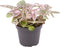 Goed & Groen - Hypoestes Phyllostachya Pink - ↨ 12cm - Potmaat 6 - Exclusieve Kwaliteit Planten - Kamer Plant - Kamerplanten - Sfeer - Interieur