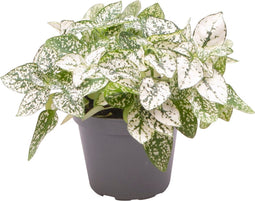 Goed & Groen - Hypoestes Phyllostachya White - ↨ 12cm - Potmaat 6 - Exclusieve Kwaliteit Planten - Kamer Plant - Kamerplanten - Sfeer - Interieur