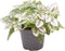 Goed & Groen - Hypoestes Phyllostachya White - ↨ 12cm - Potmaat 6 - Exclusieve Kwaliteit Planten - Kamer Plant - Kamerplanten - Sfeer - Interieur
