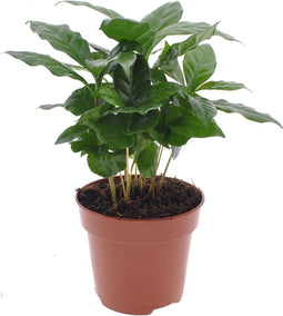 Goed & Groen - Koffie plant - ↨ 30cm - Potmaat 12 - Exclusieve Kwaliteit Planten - Kamer Plant - Kamerplanten - Sfeer - Interieur