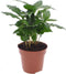 Goed & Groen - Koffie plant - ↨ 30cm - Potmaat 12 - Exclusieve Kwaliteit Planten - Kamer Plant - Kamerplanten - Sfeer - Interieur