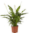 Goed & Groen - Lepelplant Spathiphyllum Vivaldi - ↨ 70cm - Potmaat 17 - Exclusieve Kwaliteit Planten - Kamer Plant - Kamerplanten - Sfeer - Interieur