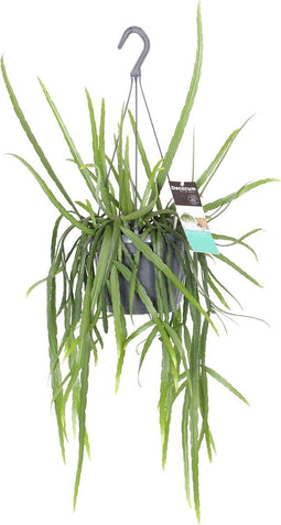 Goed & Groen - Lepismium bolivianum - ↨ 40cm - Potmaat 17 - Exclusieve Kwaliteit Planten - Kamer Plant - Kamerplanten - Sfeer - Interieur