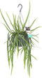 Goed & Groen - Lepismium bolivianum - ↨ 40cm - Potmaat 17 - Exclusieve Kwaliteit Planten - Kamer Plant - Kamerplanten - Sfeer - Interieur