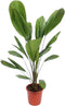 Goed & Groen - Licuala Grandis - XL - ↨ 130cm - Potmaat 27 - Exclusieve Kwaliteit Planten - Kamer Plant - Kamerplanten - Sfeer - Interieur
