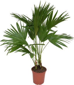 Goed & Groen - Livistona rotundifolia - XL - ↨ 120cm - Potmaat 24 - Exclusieve Kwaliteit Planten - Kamer Plant - Kamerplanten - Sfeer - Interieur