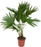 Goed & Groen - Livistona rotundifolia - XL - ↨ 120cm - Potmaat 24 - Exclusieve Kwaliteit Planten - Kamer Plant - Kamerplanten - Sfeer - Interieur