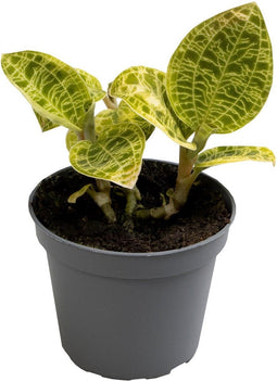 Goed & Groen - Macodes Petola - ↨ 7cm - Potmaat 6 - Exclusieve Kwaliteit Planten - Kamer Plant - Kamerplanten - Sfeer - Interieur
