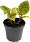 Goed & Groen - Macodes Petola - ↨ 7cm - Potmaat 6 - Exclusieve Kwaliteit Planten - Kamer Plant - Kamerplanten - Sfeer - Interieur