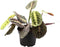 Goed & Groen - Maranta Leuconeura Red Stripe - ↨ 25cm - Potmaat 12 - Exclusieve Kwaliteit Planten - Kamer Plant - Kamerplanten - Sfeer - Interieur