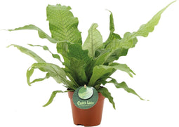 Goed & Groen - Microsorum Crocodyllus - ↨ 40cm - Potmaat 12 - Exclusieve Kwaliteit Planten - Kamer Plant - Kamerplanten - Sfeer - Interieur