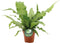 Goed & Groen - Microsorum Crocodyllus - ↨ 40cm - Potmaat 12 - Exclusieve Kwaliteit Planten - Kamer Plant - Kamerplanten - Sfeer - Interieur