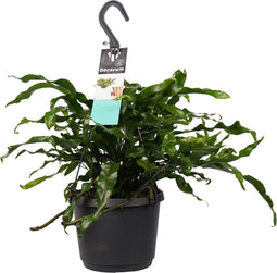 Goed & Groen - Microsorum diversifolium - ↨ 30cm - Potmaat 17 - Exclusieve Kwaliteit Planten - Kamer Plant - Kamerplanten - Sfeer - Interieur