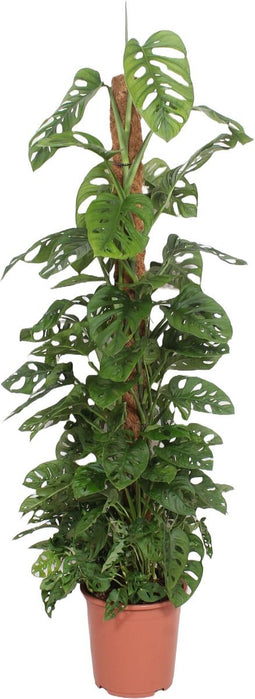 Goed & Groen - Monstera adansonii Monkey Leaf (mosstok) - XXL - ↨ 160cm - Potmaat 27 - Exclusieve Kwaliteit Planten - Kamer Plant - Kamerplanten - Sfeer - Interieur