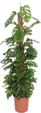 Goed & Groen - Monstera adansonii Monkey Leaf (mosstok) - XXL - ↨ 160cm - Potmaat 27 - Exclusieve Kwaliteit Planten - Kamer Plant - Kamerplanten - Sfeer - Interieur