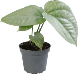 Goed & Groen - Monstera Amydrium Medium Silver - ↨ 13cm - Potmaat 6 - Exclusieve Kwaliteit Planten - Kamer Plant - Kamerplanten - Sfeer - Interieur