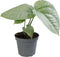Goed & Groen - Monstera Amydrium Medium Silver - ↨ 13cm - Potmaat 6 - Exclusieve Kwaliteit Planten - Kamer Plant - Kamerplanten - Sfeer - Interieur