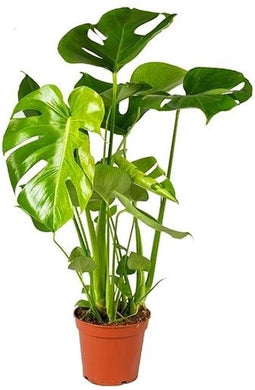 Goed & Groen - Monstera Deliciosa - ↨ 60cm - Potmaat 17 - Exclusieve Kwaliteit Planten - Kamer Plant - Kamerplanten - Sfeer - Interieur