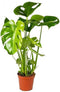 Goed & Groen - Monstera Deliciosa - ↨ 60cm - Potmaat 17 - Exclusieve Kwaliteit Planten - Kamer Plant - Kamerplanten - Sfeer - Interieur