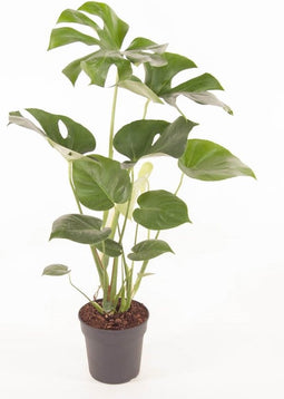 Goed & Groen - Monstera Deliciosa bush - ↨ 70cm - Potmaat 19 - Exclusieve Kwaliteit Planten - Kamer Plant - Kamerplanten - Sfeer - Interieur