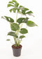 Goed & Groen - Monstera Deliciosa bush - ↨ 70cm - Potmaat 19 - Exclusieve Kwaliteit Planten - Kamer Plant - Kamerplanten - Sfeer - Interieur