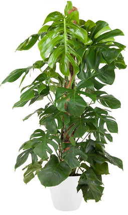Goed & Groen - Monstera Deliciosa met mosstok (in ELHO Brussels Rond Wit) - Gatenplant - XL -↨ 150cm - Potmaat 27 - Exclusieve Kwaliteit Planten - Kamer Plant - Kamerplanten - Sfeer - Interieur