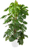 Goed & Groen - Monstera Deliciosa met mosstok (in ELHO Brussels Rond Wit) - Gatenplant - XL -↨ 150cm - Potmaat 27 - Exclusieve Kwaliteit Planten - Kamer Plant - Kamerplanten - Sfeer - Interieur