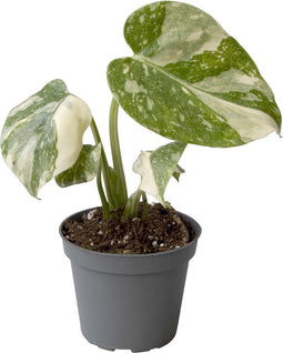 Goed & Groen - Monstera deliciosa 'Thai Constellation' - ↨ 14cm - Potmaat 6 - Exclusieve Kwaliteit Planten - Kamer Plant - Kamerplanten - Sfeer - Interieur