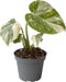 Goed & Groen - Monstera deliciosa 'Thai Constellation' - ↨ 14cm - Potmaat 6 - Exclusieve Kwaliteit Planten - Kamer Plant - Kamerplanten - Sfeer - Interieur