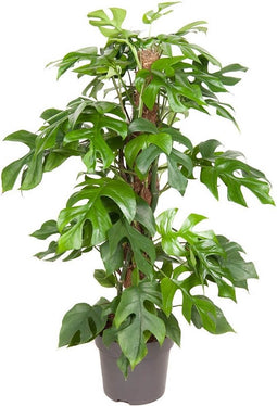 Goed & Groen - Monstera Minima (met mosstok) - ↨ 80cm - Potmaat 19 - Exclusieve Kwaliteit Planten - Kamer Plant - Kamerplanten - Sfeer - Interieur