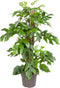 Goed & Groen - Monstera Minima (met mosstok) - ↨ 80cm - Potmaat 19 - Exclusieve Kwaliteit Planten - Kamer Plant - Kamerplanten - Sfeer - Interieur