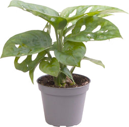 Goed & Groen - Monstera Obliqua - ↨ 12cm - Potmaat 6 - Exclusieve Kwaliteit Planten - Kamer Plant - Kamerplanten - Sfeer - Interieur