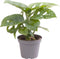 Goed & Groen - Monstera Obliqua - ↨ 12cm - Potmaat 6 - Exclusieve Kwaliteit Planten - Kamer Plant - Kamerplanten - Sfeer - Interieur