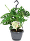 Goed & Groen - Monstera obliqua 'Monkey Leaf' (in hangpot) - ↨ 40cm - Potmaat 15 - Exclusieve Kwaliteit Planten - Kamer Plant - Kamerplanten - Sfeer - Interieur