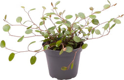 Goed & Groen - Muehlenbeckia Complexa - ↨ 10cm - Potmaat 6 - Exclusieve Kwaliteit Planten - Kamer Plant - Kamerplanten - Sfeer - Interieur
