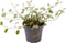 Goed & Groen - Muehlenbeckia Complexa - ↨ 10cm - Potmaat 6 - Exclusieve Kwaliteit Planten - Kamer Plant - Kamerplanten - Sfeer - Interieur