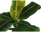 Goed & Groen - Musa 'Dwarf Cavendish' - ↨ 95cm - Potmaat 21 - Exclusieve Kwaliteit Planten - Kamer Plant - Kamerplanten - Sfeer - Interieur