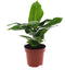 Goed & Groen - Musa 'Tropicana' - ↨ 35cm - Potmaat 12 - Exclusieve Kwaliteit Planten - Kamer Plant - Kamerplanten - Sfeer - Interieur