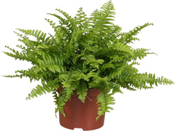 Goed & Groen - Nephrolepis exaltata 'Boston Blue Bell' - ↨ 27cm - Potmaat 12 - Exclusieve Kwaliteit Planten - Kamer Plant - Kamerplanten - Sfeer - Interieur