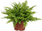 Goed & Groen - Nephrolepis exaltata 'Boston Blue Bell' - ↨ 27cm - Potmaat 12 - Exclusieve Kwaliteit Planten - Kamer Plant - Kamerplanten - Sfeer - Interieur