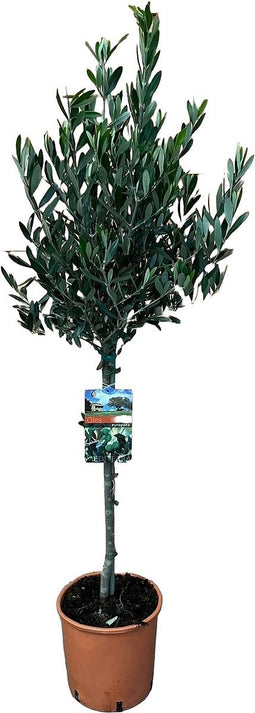 Goed & Groen - Olea europaea op stam - XL - ↨ 120cm - Potmaat 21 - Exclusieve Kwaliteit Planten - Kamer Plant - Kamerplanten - Sfeer - Interieur