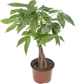 Goed & Groen - Pachira Aquatica - ↨ 45cm - Potmaat 12 - Exclusieve Kwaliteit Planten - Kamer Plant - Kamerplanten - Sfeer - Interieur