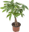 Goed & Groen - Pachira Aquatica - ↨ 45cm - Potmaat 12 - Exclusieve Kwaliteit Planten - Kamer Plant - Kamerplanten - Sfeer - Interieur