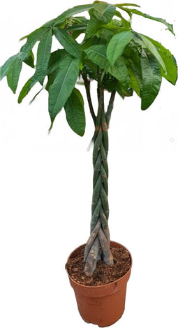 Goed & Groen - Pachira aquatica (gevlochten stam) - XL - ↨ 150cm - Potmaat 27 - Exclusieve Kwaliteit Planten - Kamer Plant - Kamerplanten - Sfeer - Interieur