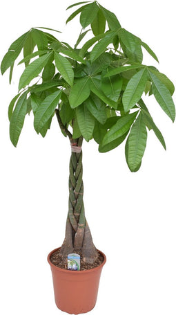 Goed & Groen - Pachira aquatica - XL - ↨ 125cm - Potmaat 27 - Exclusieve Kwaliteit Planten - Kamer Plant - Kamerplanten - Sfeer - Interieur