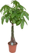 Goed & Groen - Pachira aquatica - XL - ↨ 125cm - Potmaat 27 - Exclusieve Kwaliteit Planten - Kamer Plant - Kamerplanten - Sfeer - Interieur