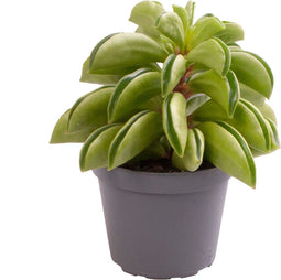Goed & Groen - Peperomia Fire Sparks - ↨ 10cm - Potmaat 6 - Exclusieve Kwaliteit Planten - Kamer Plant - Kamerplanten - Sfeer - Interieur