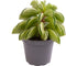 Goed & Groen - Peperomia Fire Sparks - ↨ 10cm - Potmaat 6 - Exclusieve Kwaliteit Planten - Kamer Plant - Kamerplanten - Sfeer - Interieur
